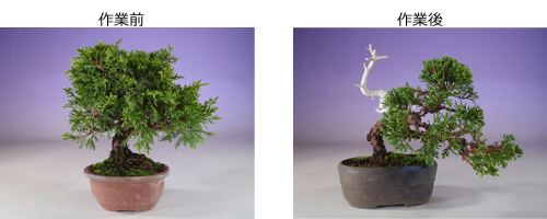 04_bonsai_syougatsu